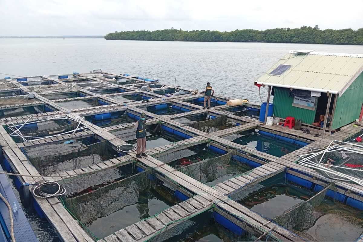 BKHIT Maluku certifies export of 7,652 live groupers to Hong Kong