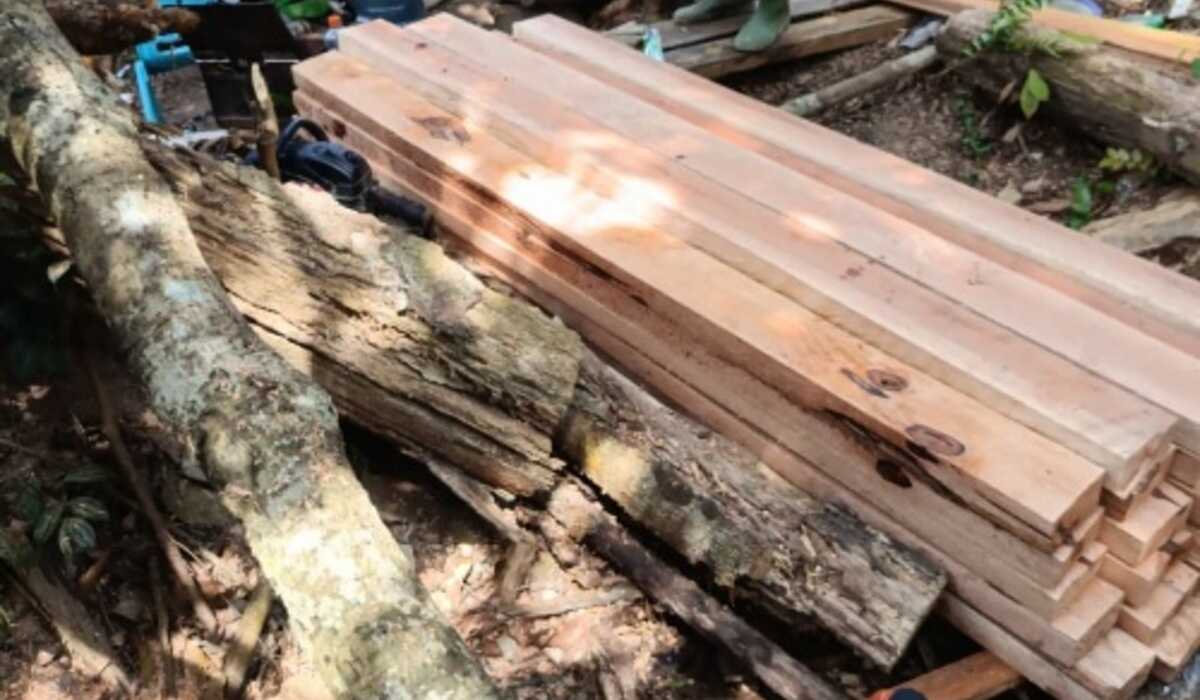 Case file for illegal logging in Tesso Nilo National Park declared complete