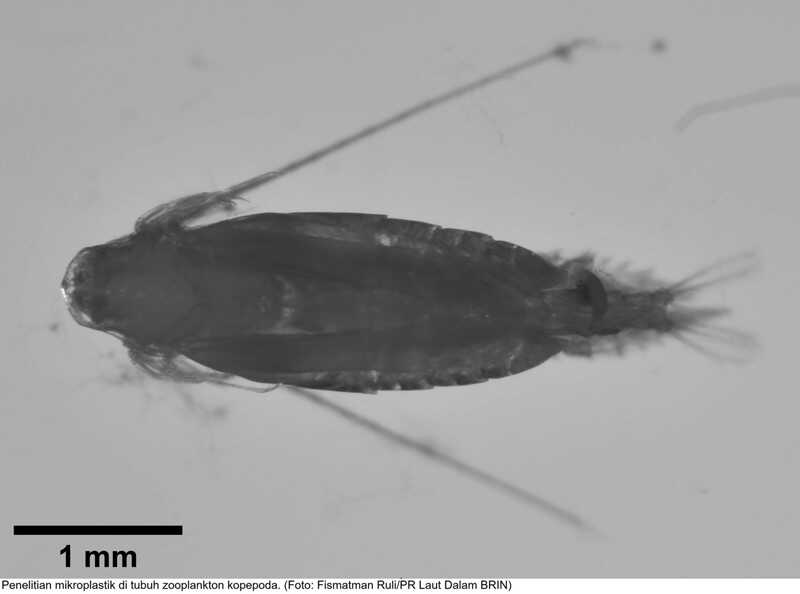 Microplastic Particles Detected in Copepods Along the Arlindo Pathways, Zooplankton That Are Consumed by Fish