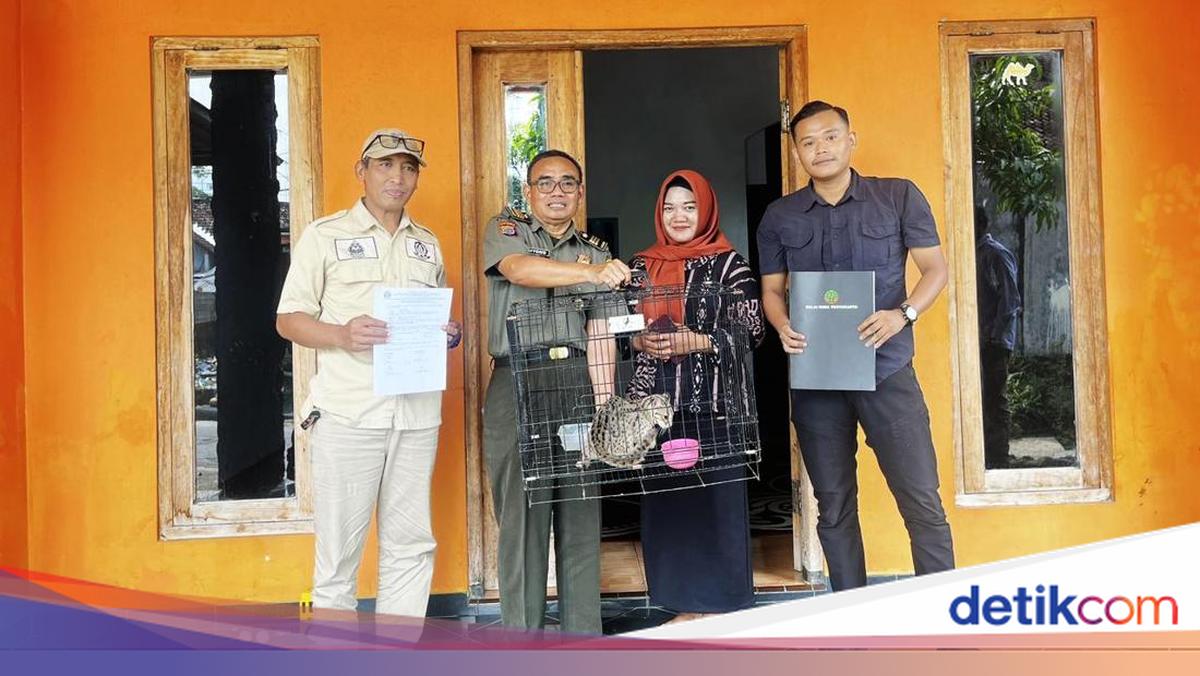 Sleman Resident Surrenders Kuwuk Cat to BKSDA After Three Weeks of Adoption
