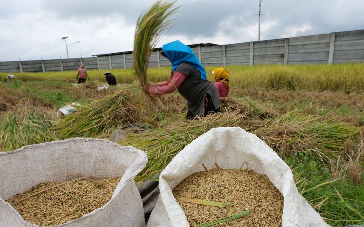 Agriculture Minister: National Food Security Ready to Face Geopolitical Crises and Climate Challenges
