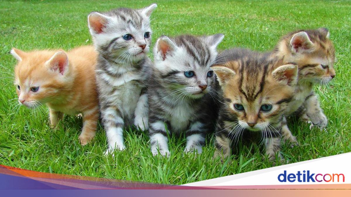 70+ Terms for Young Animals in Javanese: From Cempe to Piyik