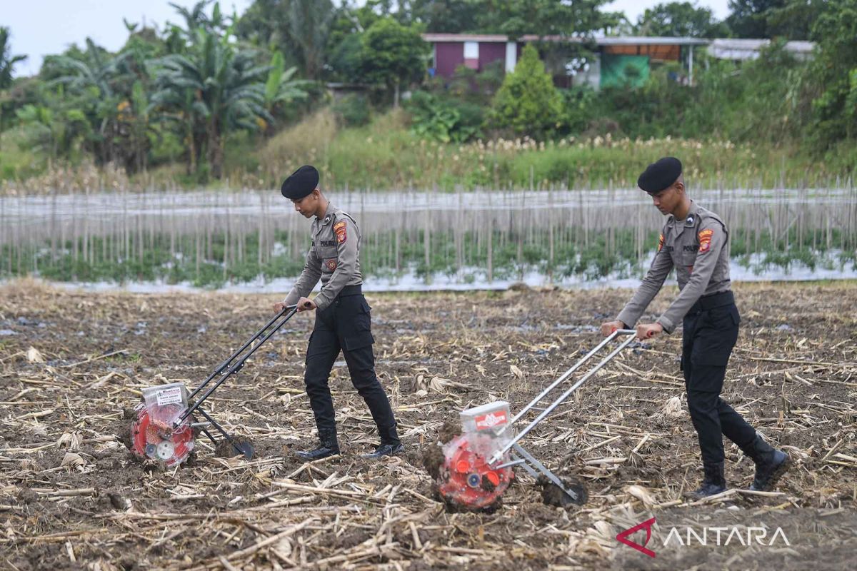 Simultaneous corn planting in the first quarter of 2026 in Samarinda