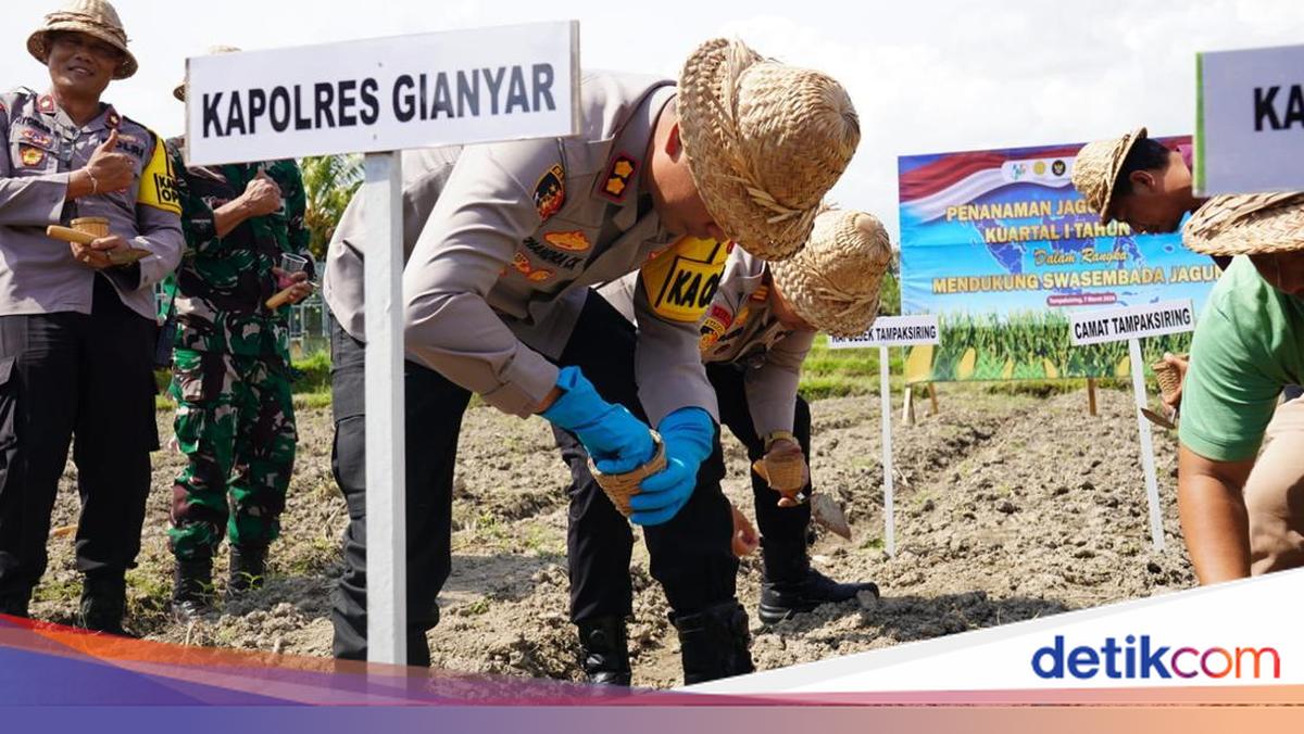 To Bolster Food Security, Gianyar Police Plant Maize in Unison