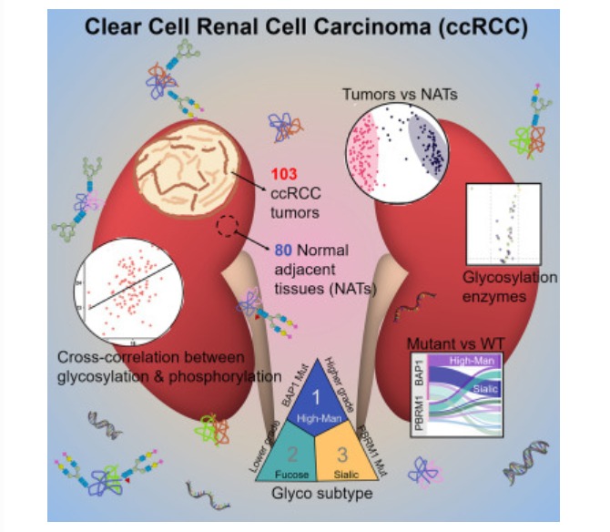 Lessons from Vidi Aldiano: List of Kidney Cancer Drugs Covered by BPJS Kesehatan