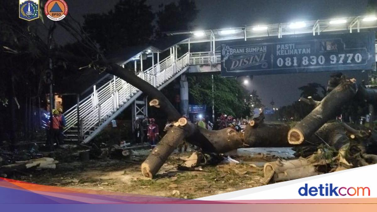 Large Tree in South Jakarta Falls, Crushing a Motorcyclist and Killing Him