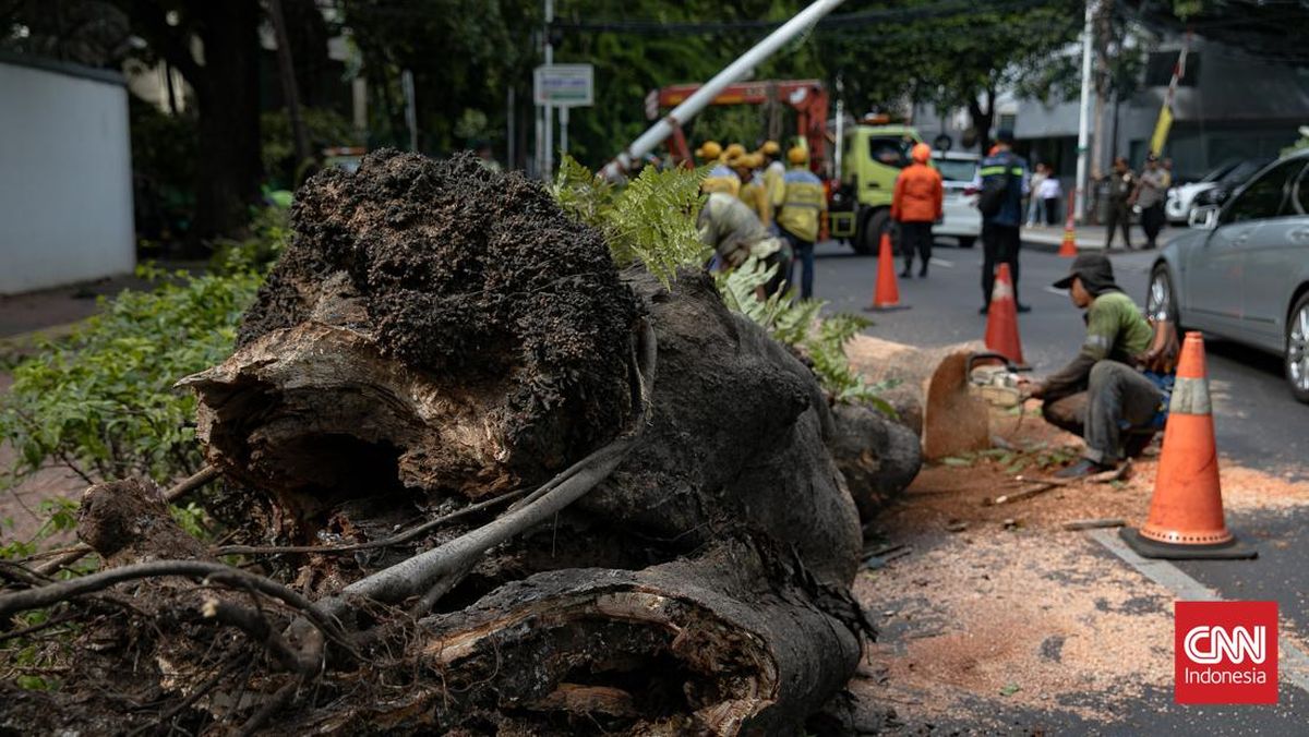 Motorcyclist Killed as Tree Falls on Road in South Jakarta