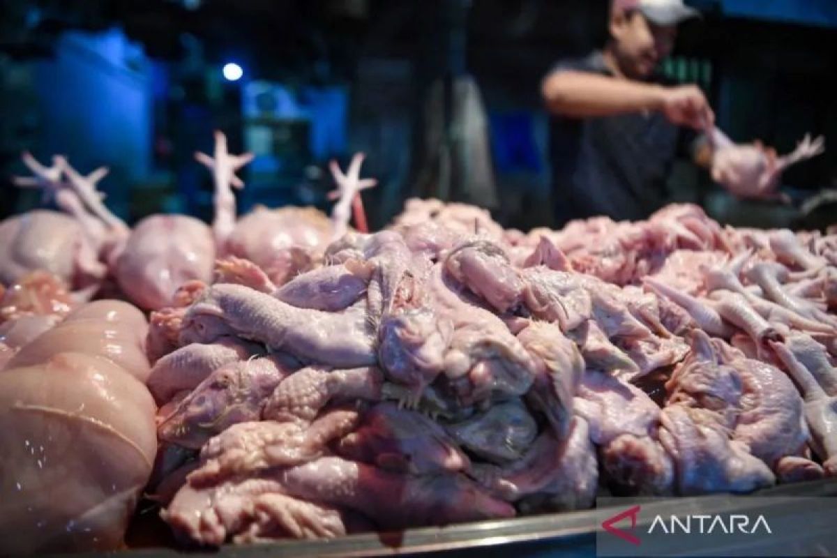 Chicken meat price Rp41,050 per kilogram, red chilli Rp78,900 per kilogram on Sunday morning