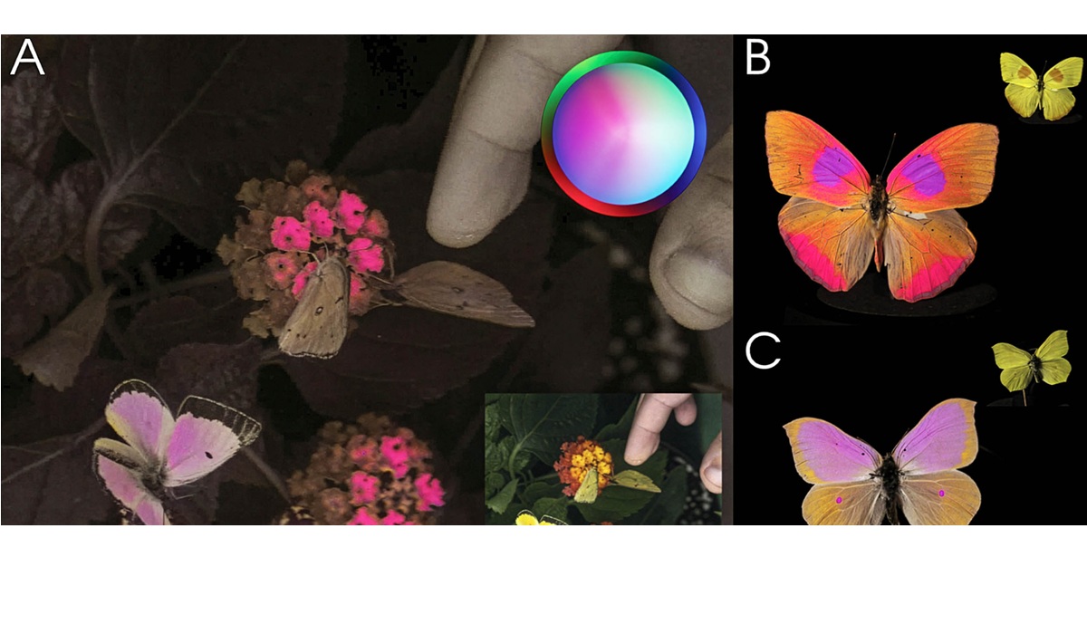 Through This Innovative Camera, Humans Can Now See the World as Animals See It