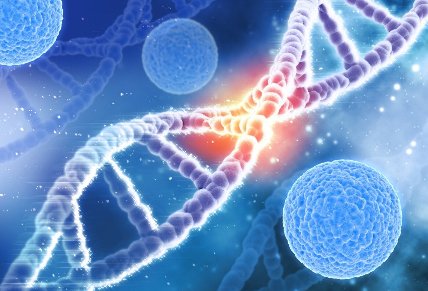 Autophagy: A Medical Guide to Why a 16-Hour Fast Is Important for Cellular Regeneration