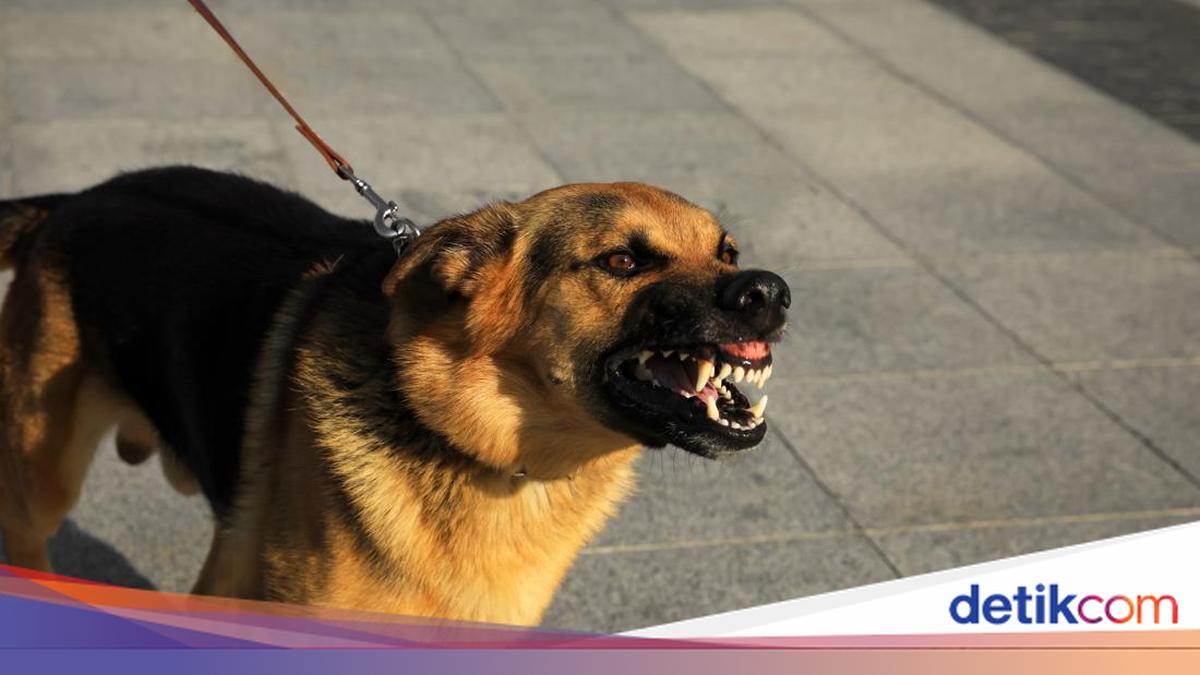 Rabies-Infected Dog Allegedly Attacks at Buleleng Market, 15 Residents Bit