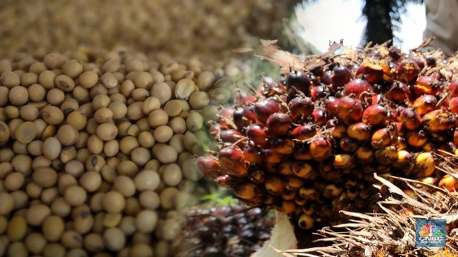 Oil Price Breaches US$100 per Barrel: Time for Indonesia's B50 Biodiesel Push?