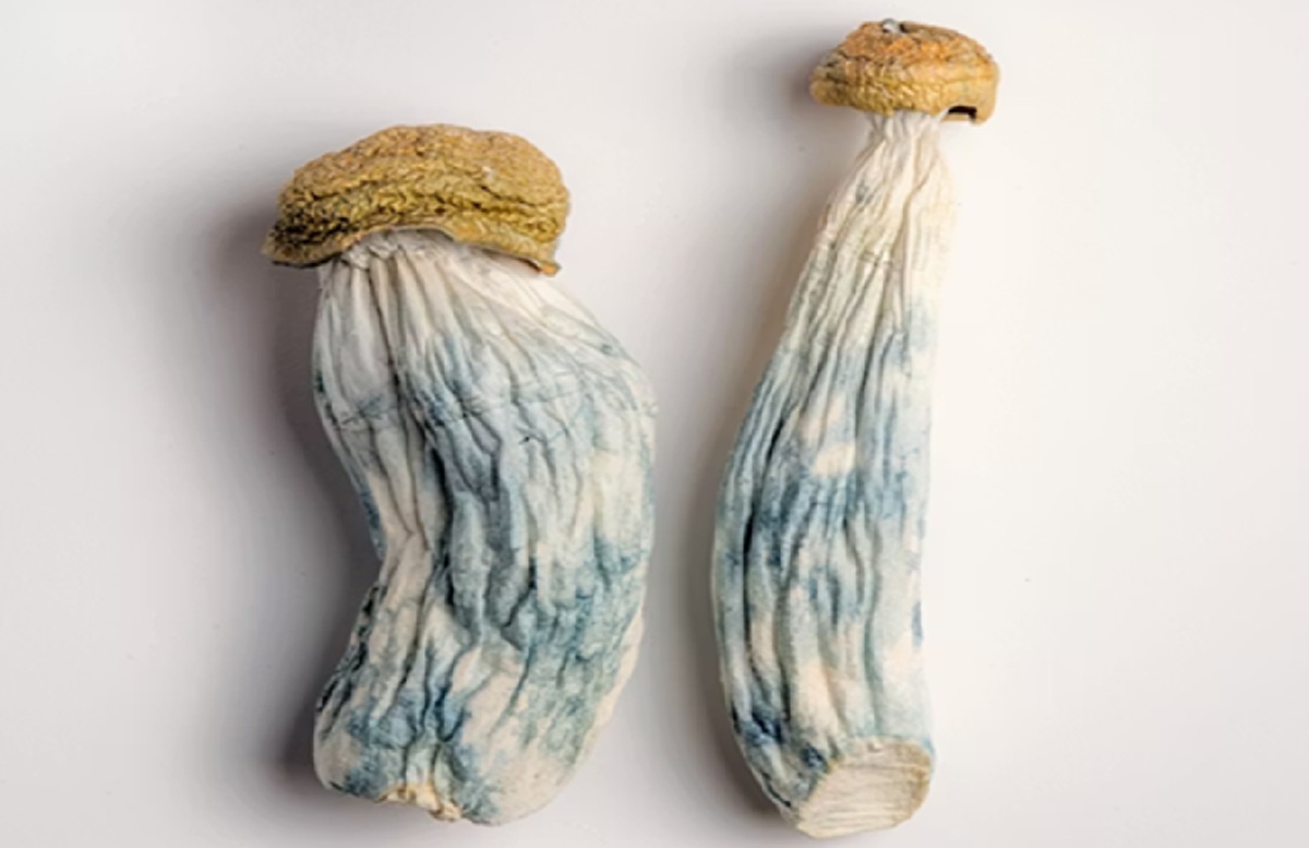 Scientists Develop "Magic Mushroom" Compound Without Hallucinogenic Effects