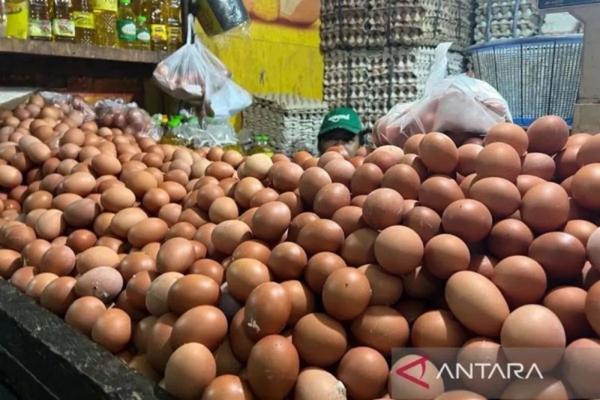 BPS: Egg prices rise in 210 regions, reaching 57,000 rupiah per kilogramme in Papua