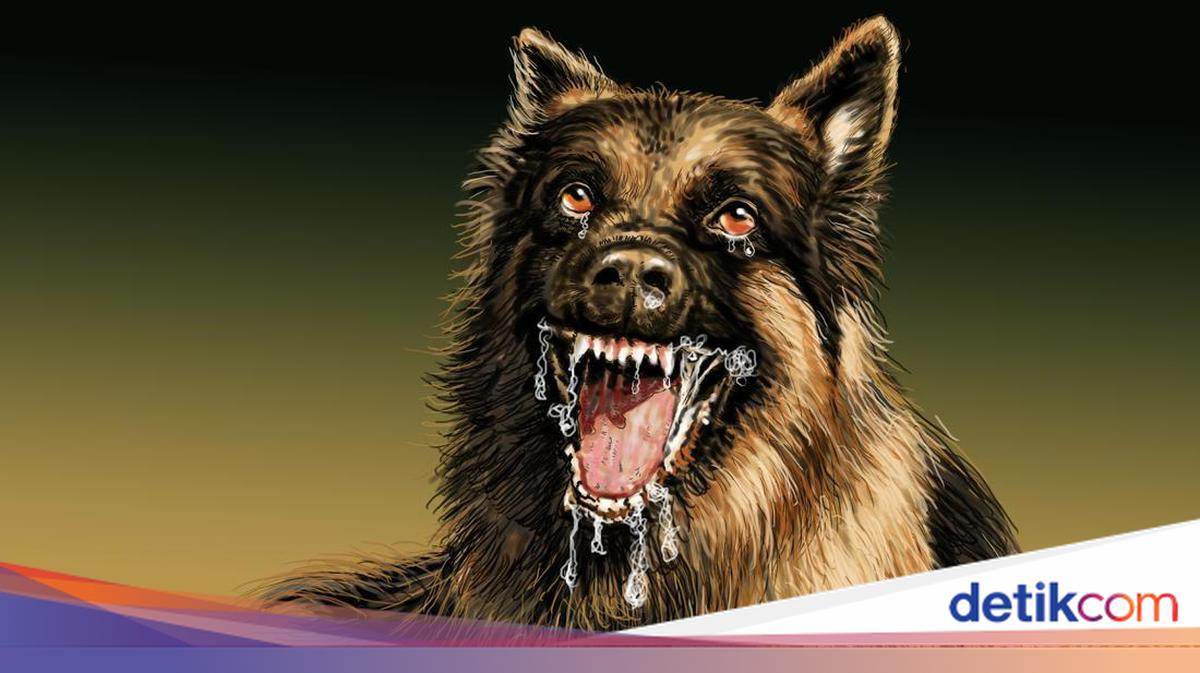 15 Residents of Buleleng Bitten by Dog Suspected of Rabies Complete Vaccination