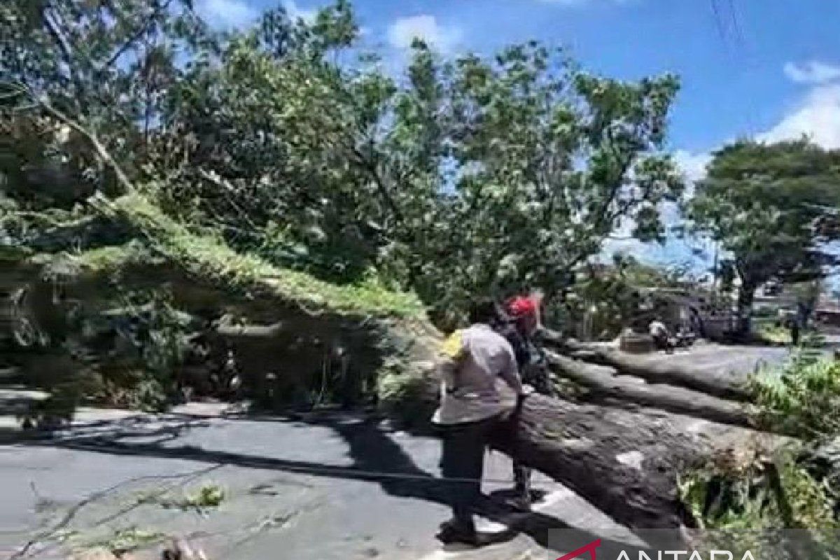Rainy season: BRIN urges government to monitor tree health on roadsides