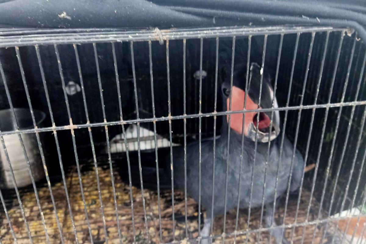 Ministry of Forestry investigates wildlife trafficking case from North Sumatra and Aceh