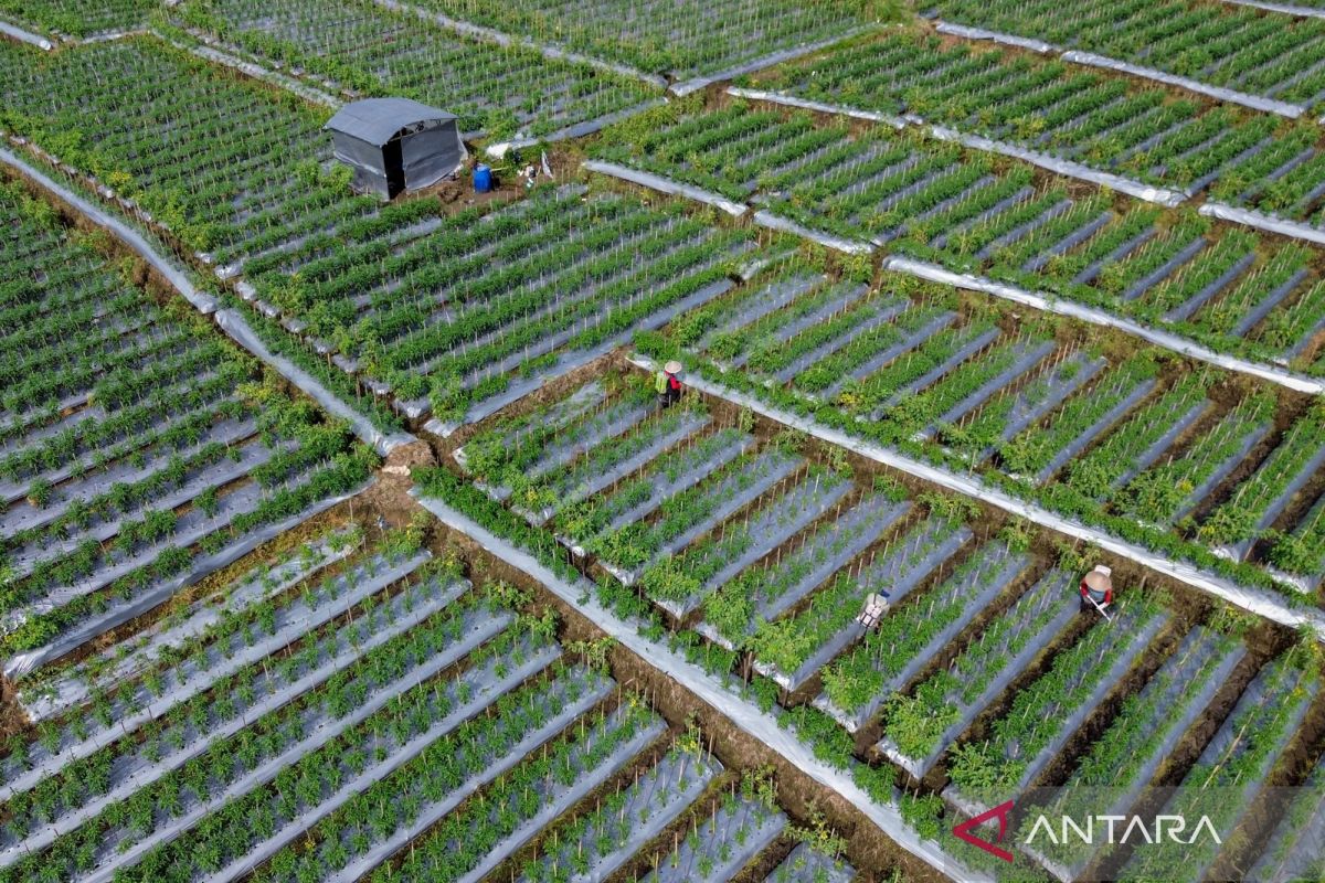 BMKG Urges Farmers to Adjust Planting Schedule During Extended Drought Season