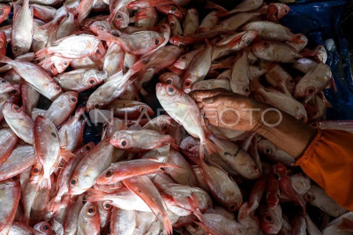 Ministry of Marine Affairs and Fisheries Monitors Foreign Fish Suppliers to Protect Food Safety