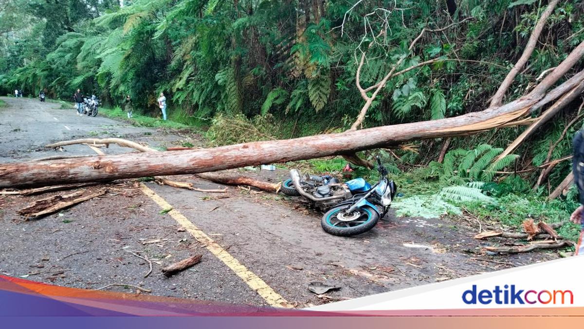 Civil Servant Dies After Being Struck by Fallen Tree on Trans Flores Road in East Manggarai
