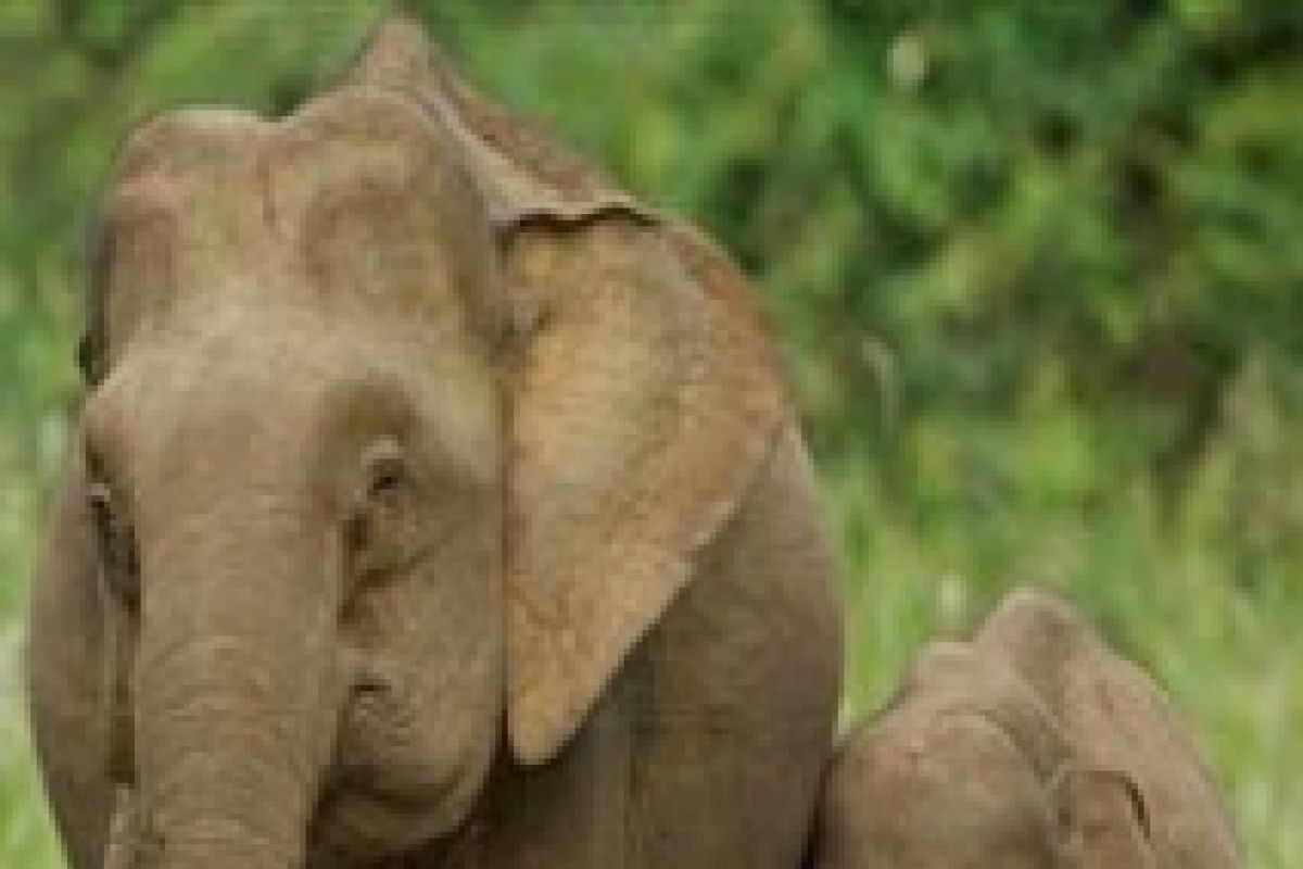 Indonesian Forestry Ministry and Malaysian Authorities Coordinate on Borneo Elephant Calf Rescue