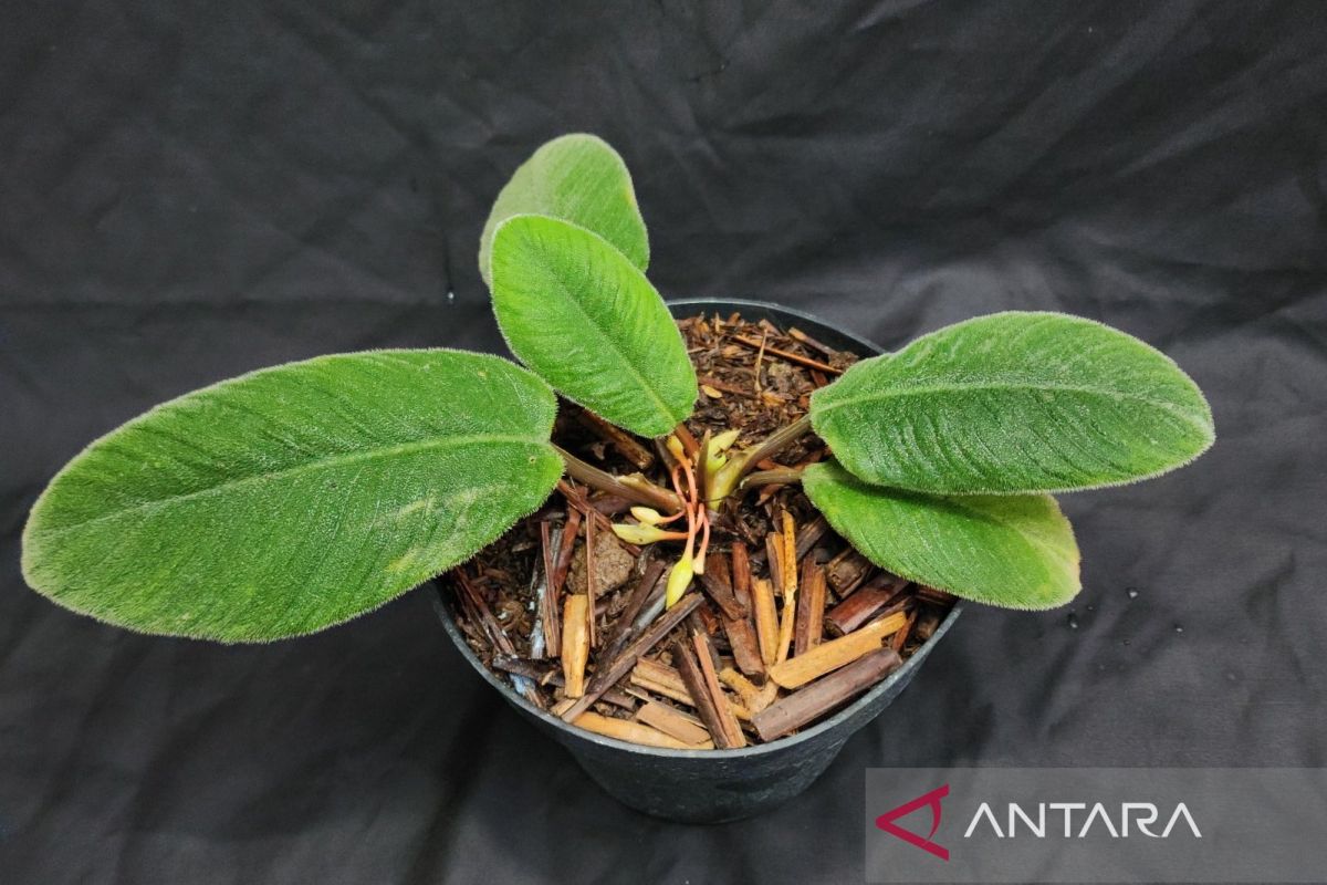 BRIN discovers new cat's tongue plant species endemic to North Sumatra