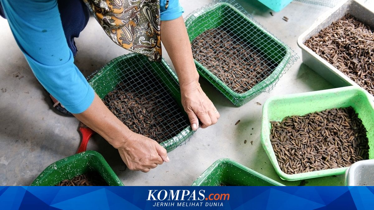 Jakarta Provincial Government Urged to Engage Maggot Entrepreneurs to Address Waste Crisis