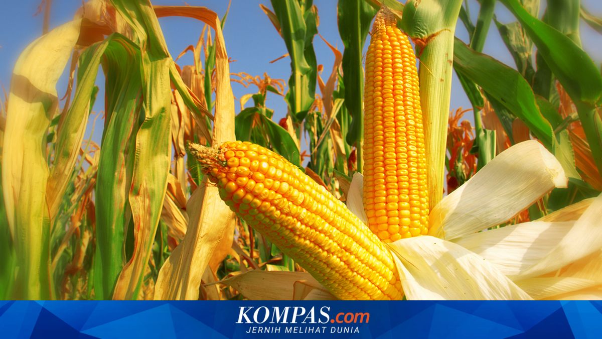 Synchronised Maize Planting in Padang Pariaman: Dormant Land Activated After 30 Years