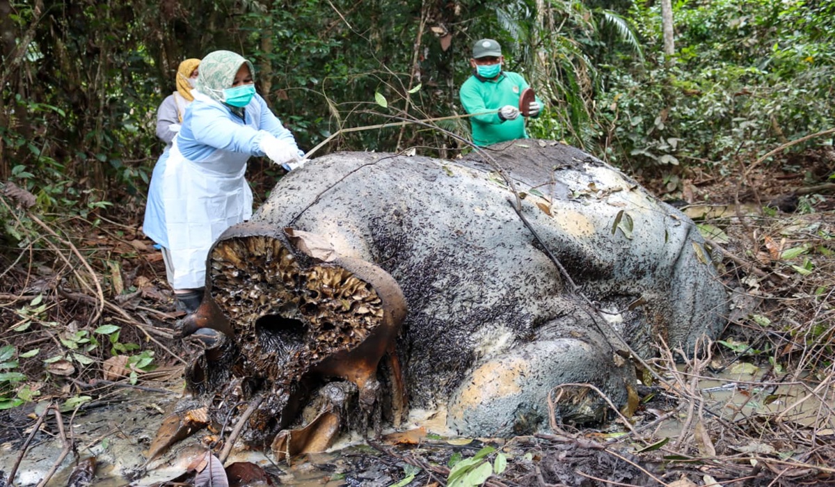 Sumatran Elephant Deaths in Riau Constitute an Ecological Crisis, Not Merely Poaching