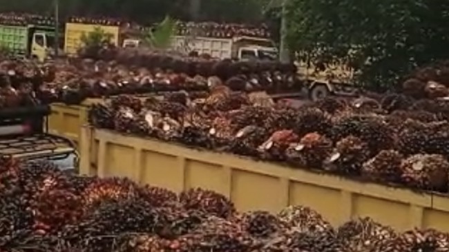 Finance Minister Overhauls Palm Oil Revenue Sharing Rules with Regional Governments