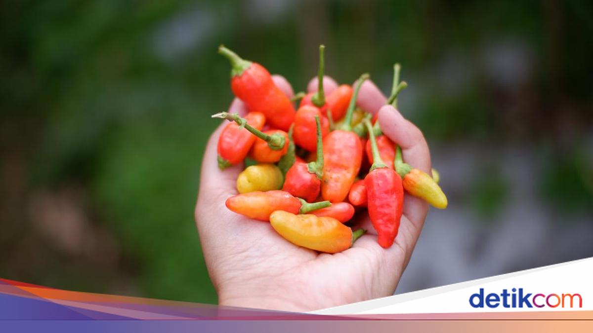 Stock Shortage Pushes Bontok Chilli Prices to Rp 100,000 per Kilogram in Gianyar