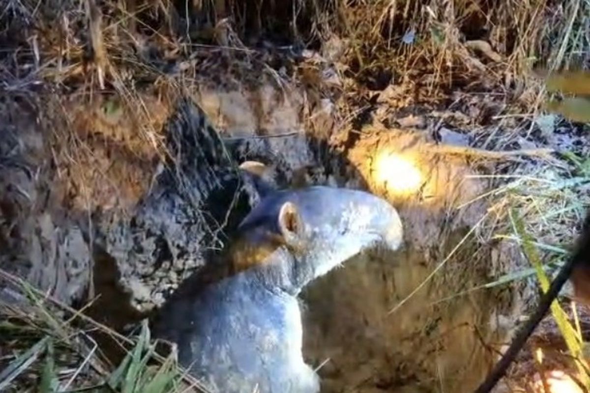 BKSDA Jambi rescues tapir trapped in well at Candi Muarajambi National Heritage Site