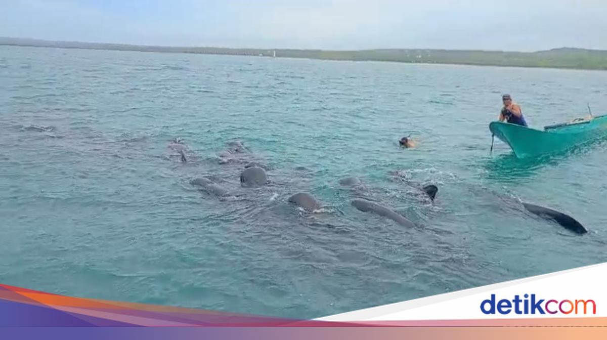 Eleven Pilot Whales Die After Becoming Trapped in Fishing Nets in Rote Ndao