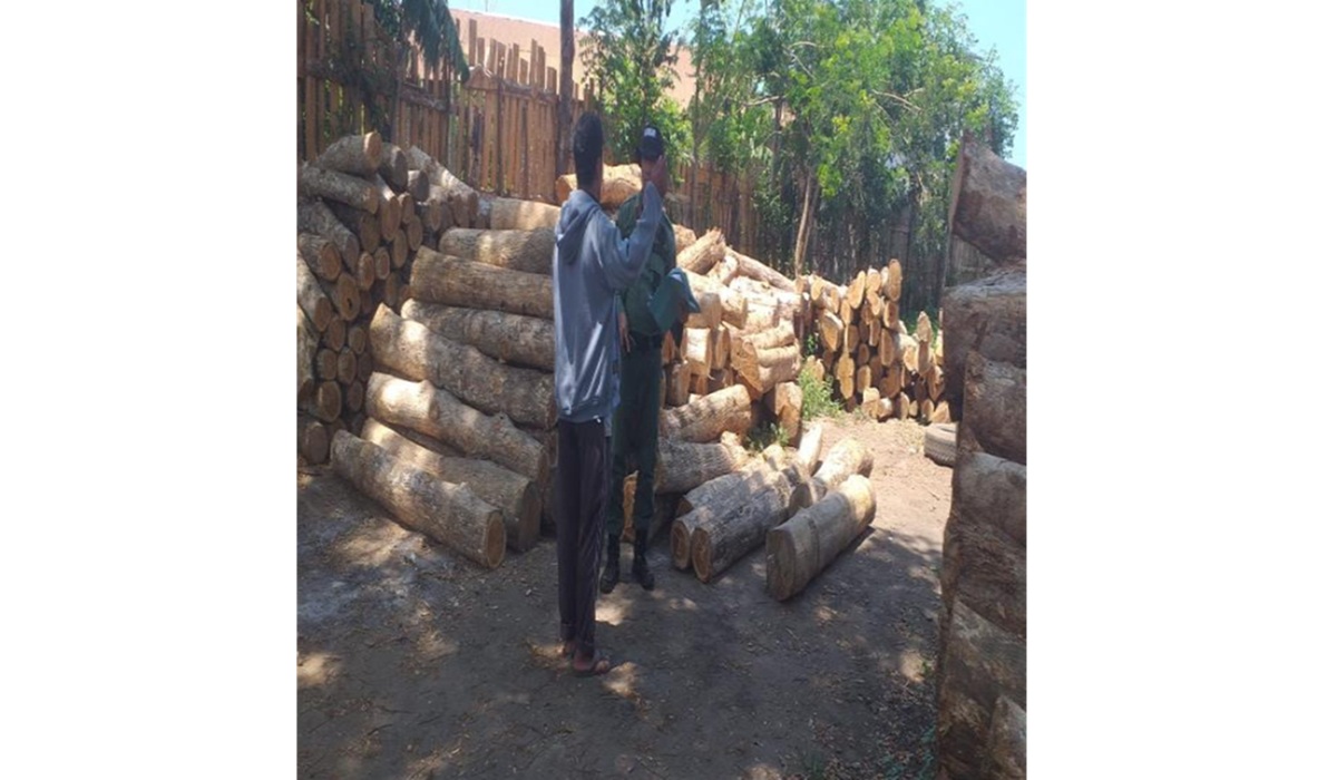 Gakkum KLH Arrests Key Actor in Baluran National Park Illegal Logging Network