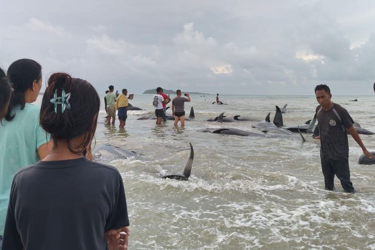 BKKPN sends identification team for multiple stranded whales in Rote Ndao