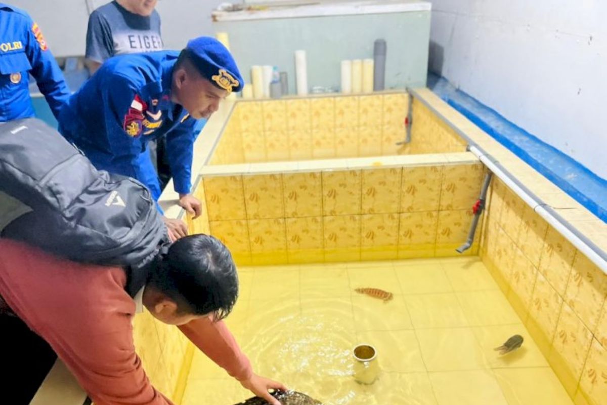 Polairud NTT Rescues Weakened Hawksbill Turtle in Labuan Bajo Waters