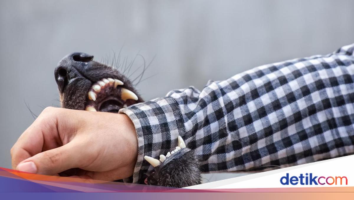 Stray Dog That Bit 15 Citizens at Buleleng Market Tests Positive for Rabies