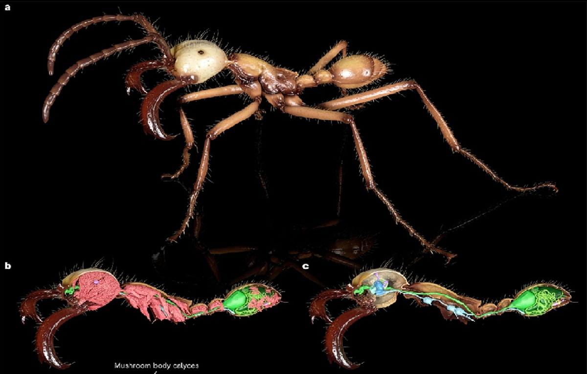 Scientists Create World's Largest 3D Digital Archive of Ant Anatomy