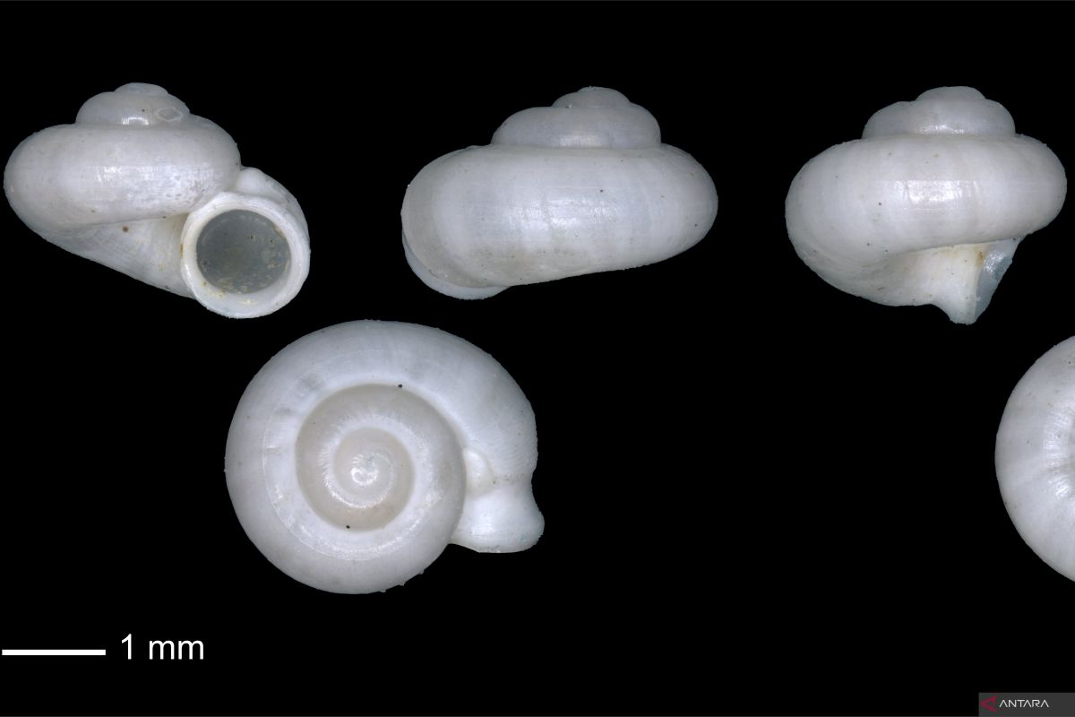 BRIN discovers endemic "Dayang Merindu" snail species in South Sumatera