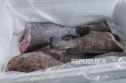 Hundreds of Kilograms of Riau Islands Seafood Break Into Sydney and Honolulu Markets