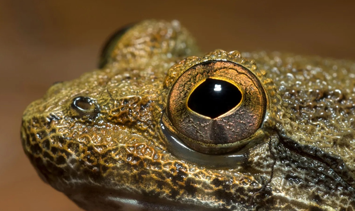 The Secret of Kalimantan's Fanged Frogs: Are There Really Dozens of Hidden Species?