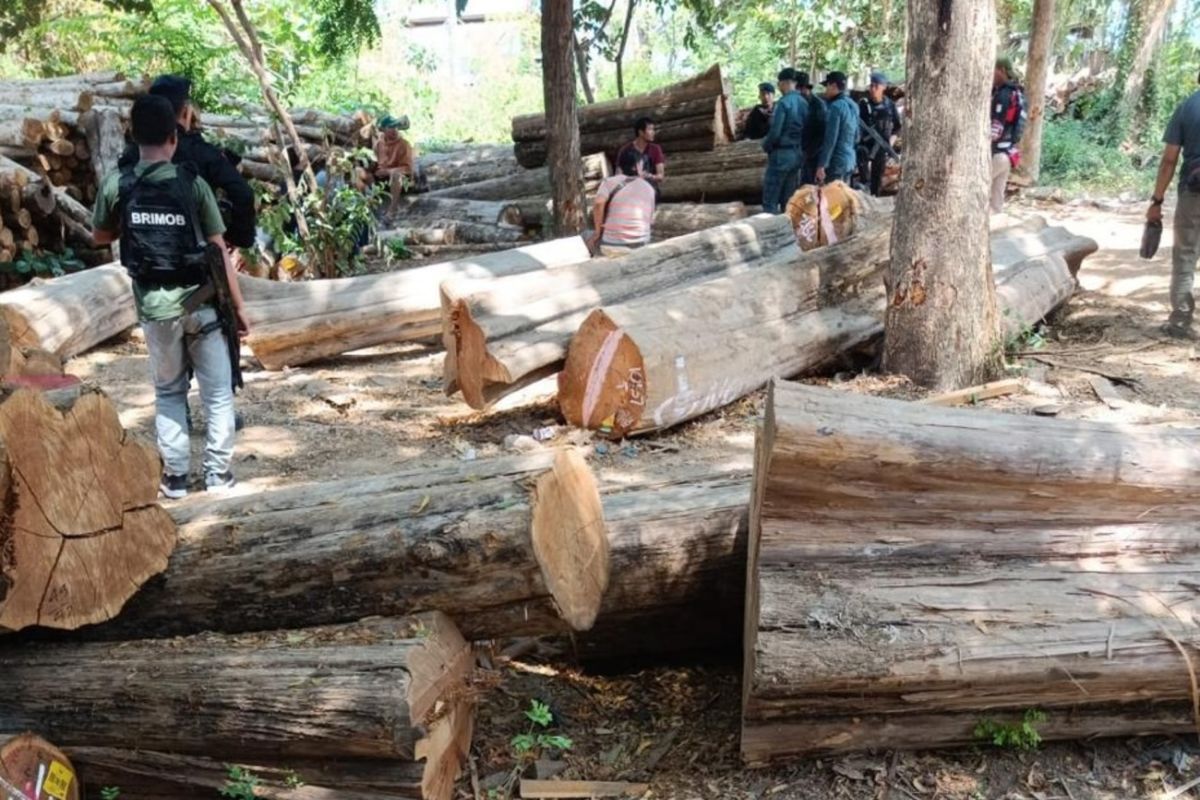 Ministry of Forestry Apprehends Coordinator of Illegal Logging Network at Baluran National Park