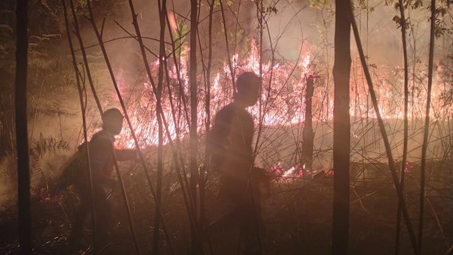 Disaster Relief Officers Battle Fires in Aceh and North Kalimantan