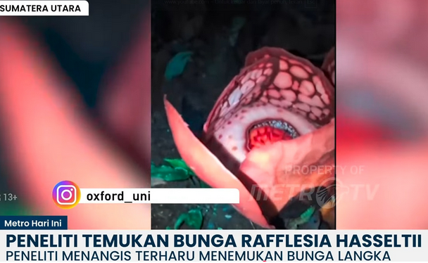 Profile of Septian Riki: Champion of Rafflesia Conservation in Rejang Lebong, Bengkulu