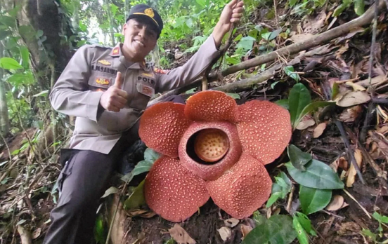 Understanding Rafflesia Hasseltii and Arnoldii: Iconic Rare Flora of Rejang Lebong