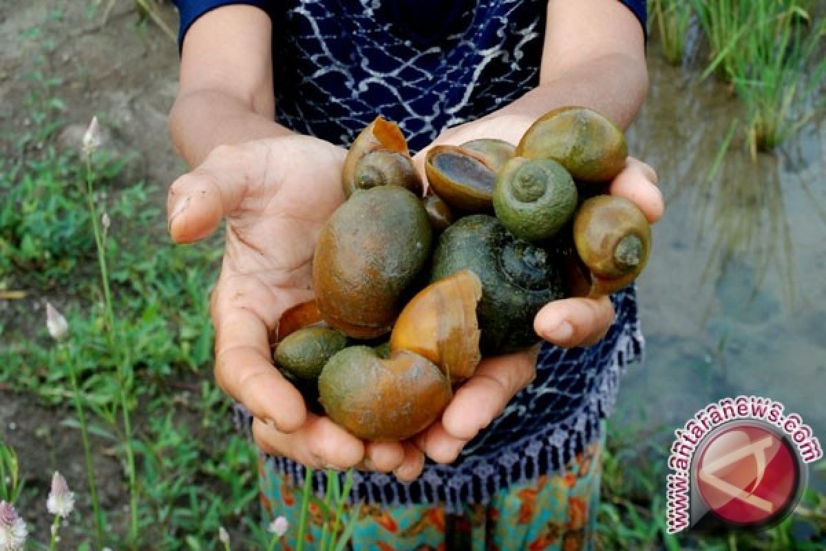 BRIN Discovers New Endemic Land Snail Species in South Sumatra