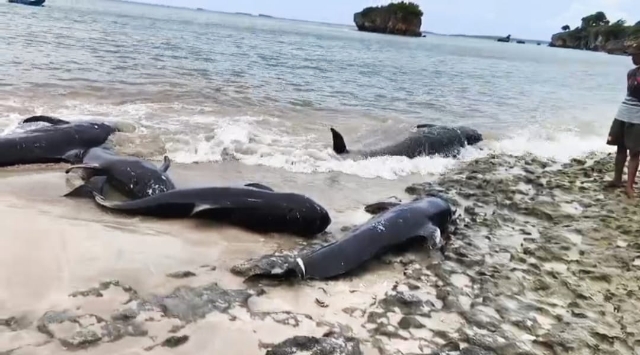 Twenty Pilot Whales Die After Becoming Stranded in Waters off Rote Island