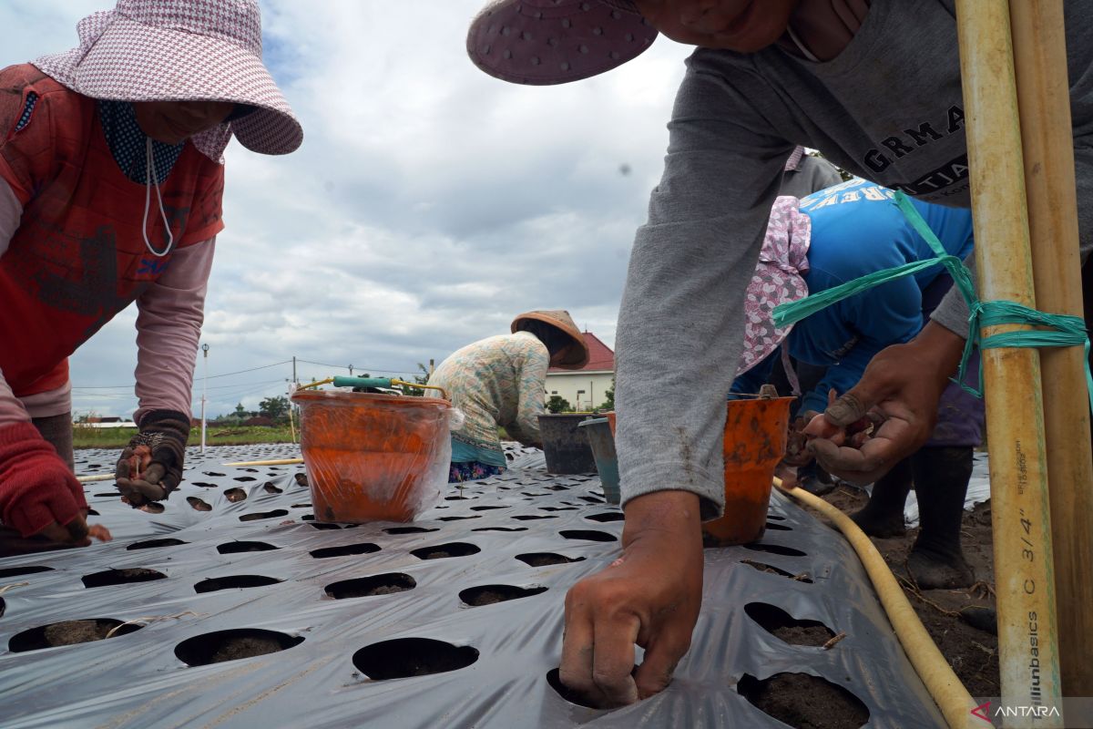 Ridged bed and mulch strategy: the struggle behind shallot farmers' resilience