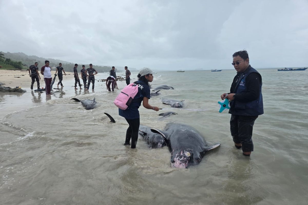Marine Conservation Authority Confirms 21 Pilot Whales Dead on Rote Shores