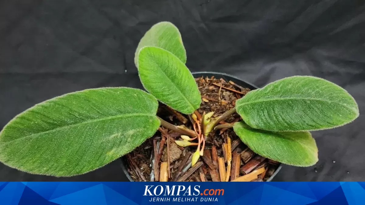 BRIN Discovers New Plant Species with Leaves Resembling a Cat's Tongue